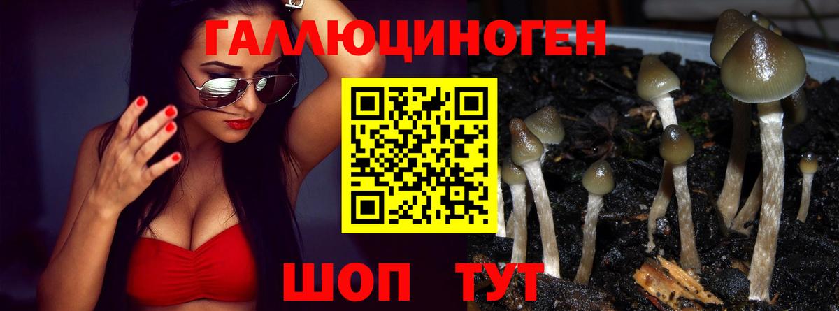 Белгород  Псилоцибиновые грибы Psilocybe  закладки  Вход с VPN 